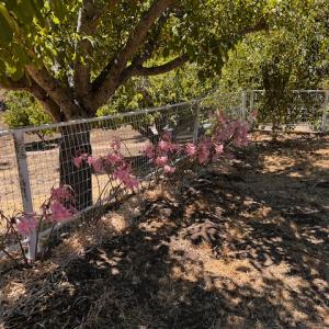 2530 Ridge Road, Templeton