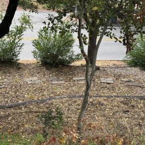 5800 Encino Ave. Atascadero